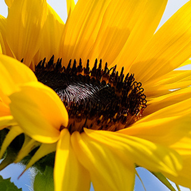 Zonnebloem, aangepaste dienstverlening