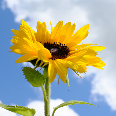 Zonnebloem tegen een wolkenlucht